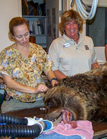 This is why I took my camera to work everyday at the Houston Zoo! The bear was getting a root canal.